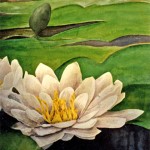 Water Lily | Watercolor