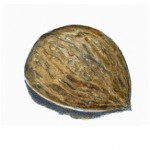 Walnut Shell with hidden secret