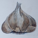 Garlic bulb painted with coffee