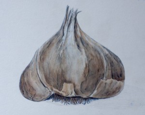 Garlic bulb painted with coffee