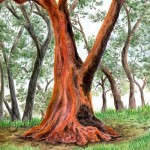 Madrone Tree, Marin County California