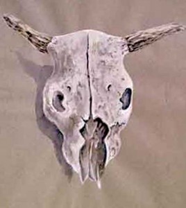 Skull | Watercolor