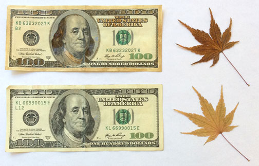 Before and After.  Coffee painted on money and pressed maple leaves.