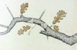 Drawing of pencils growing out of a tree branch.