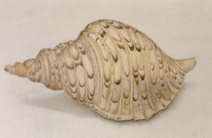Coffee Wash over pencil drawing of shell.
